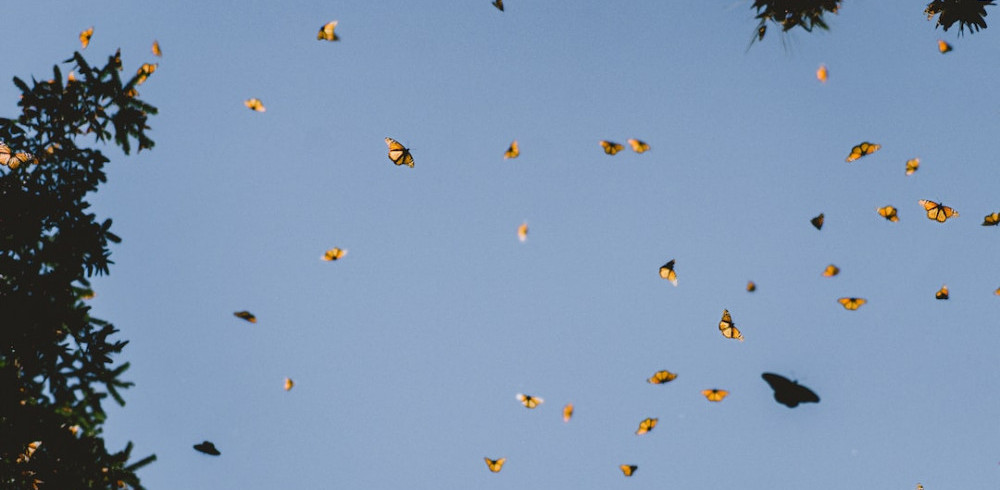 The Ultimate Butterfly Watching Guide: 5 Stunning Travel Destinations You Can’t Miss