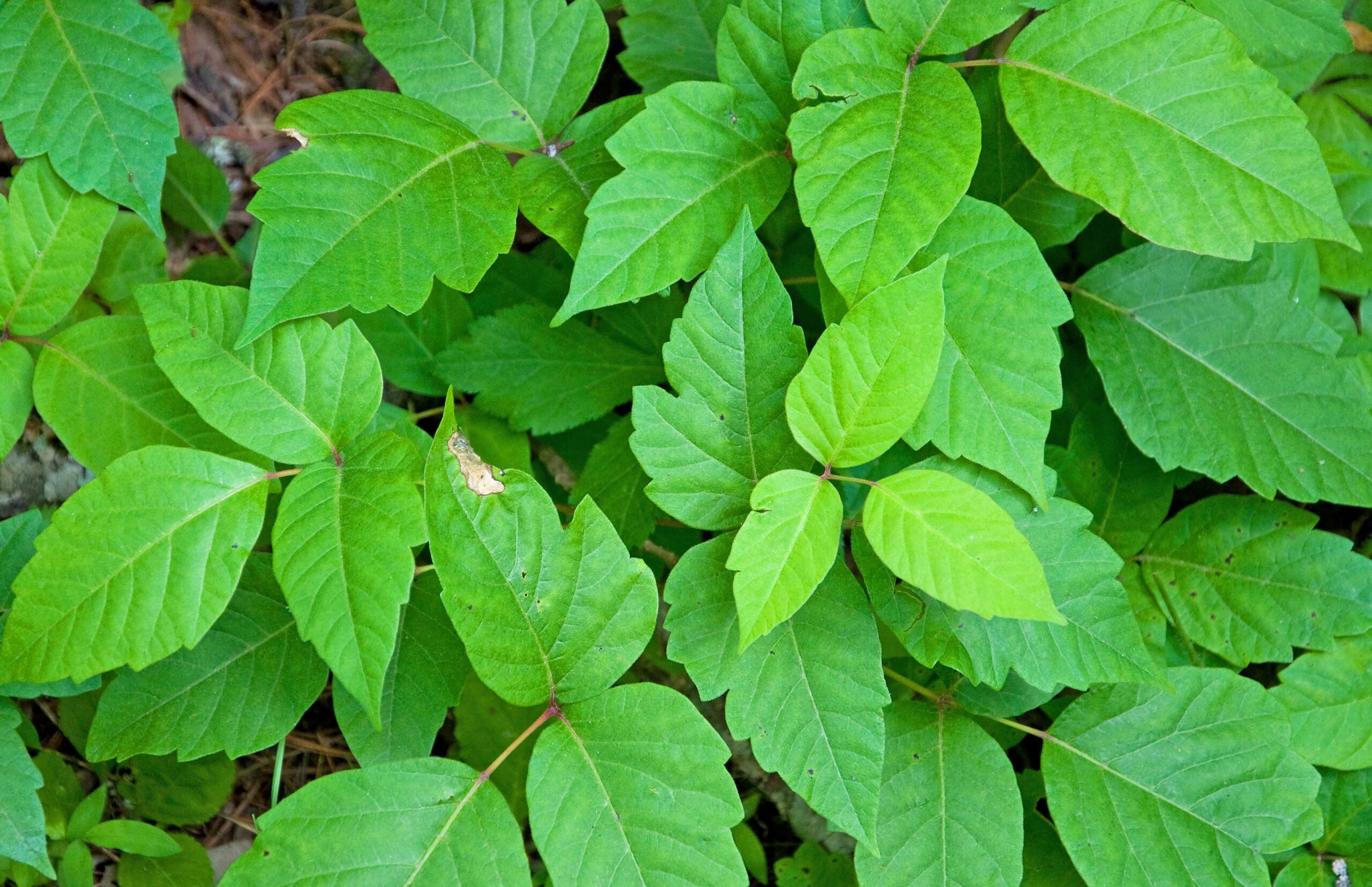 Natural Remedies for Poison Ivy Rash – 8 Unique Options