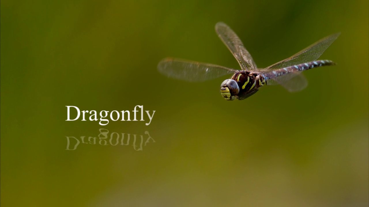 Dragonflies in 2025: Fascinating Facts & Best Places to See Them