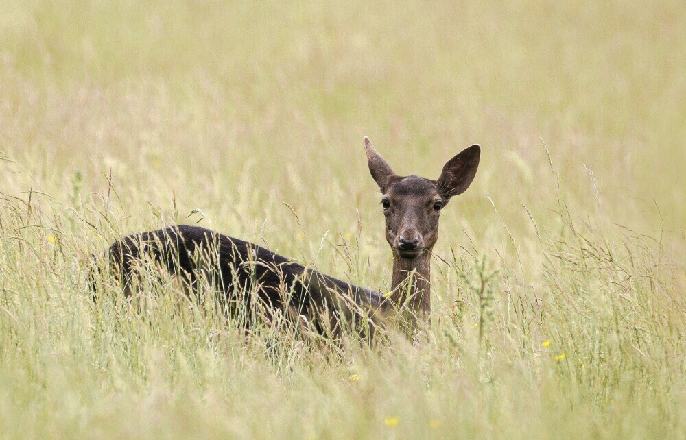 Tips for Safely Interacting with Wild Animals: A Guide to Respectful Wildlife Encounters