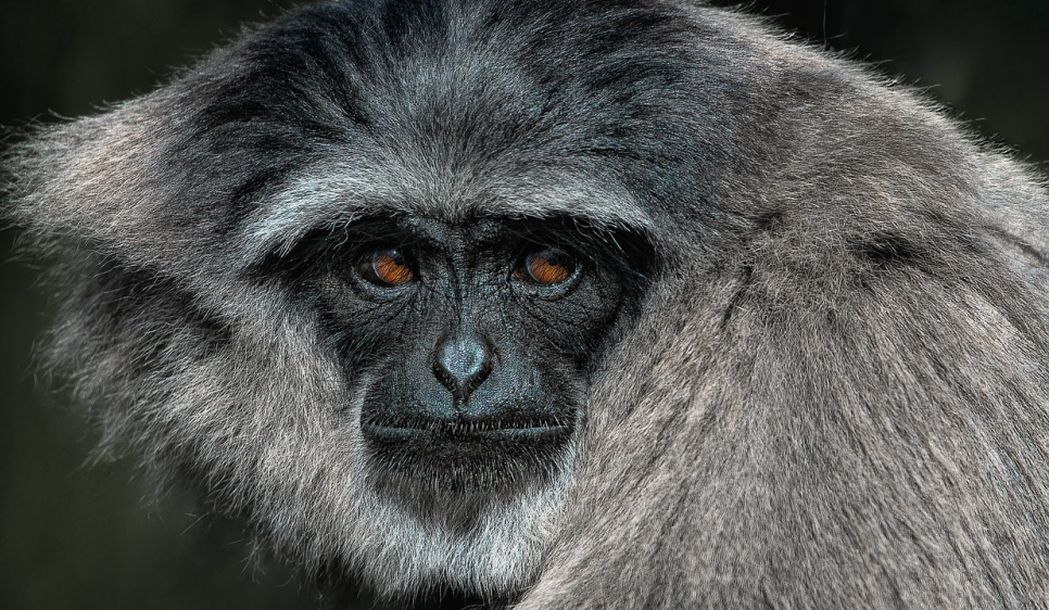 Protecting Endangered Species: How Travel and Conservation Go Hand in Hand