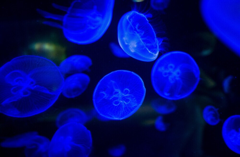 The Secret World Of Bioluminescent Creatures: Where And How To See Them